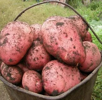 Картофель розовый фламинго