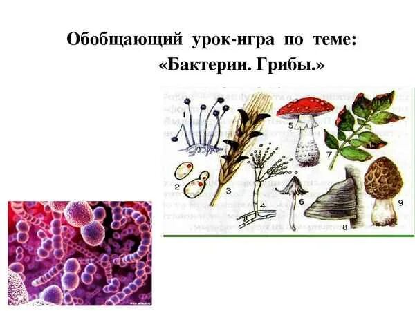 Бактерии и грибы 5 класс биология. Соцветия 6 класс биология. Обобщающие уроки биология. Обобщающие уроки биология. Методы используемые на уроке.