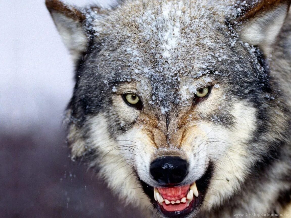 Пасть серого волка. Оскал волка. Улыбка волка. Волчья ухмылка. Злой волк.