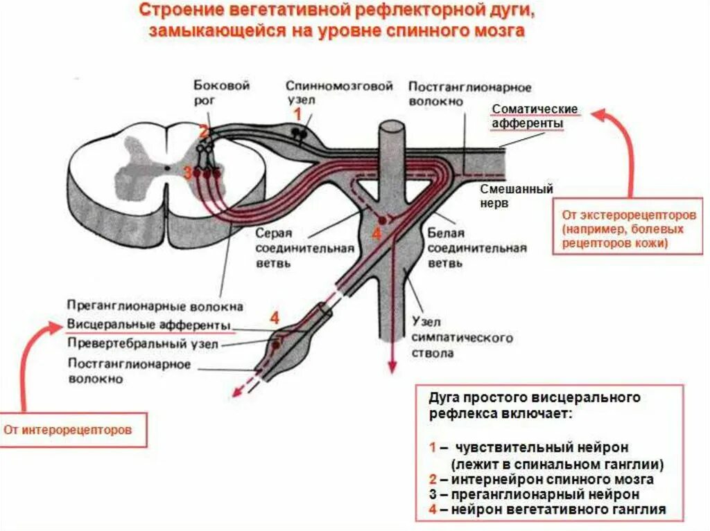 Соматическая и вегетативная рефлекторная дуга схема. Строение дуги вегетативного рефлекса. Схема рефлекторной дуги вегетативной нервной системы. Схема рефлекторной дуги соматической нервной системы.