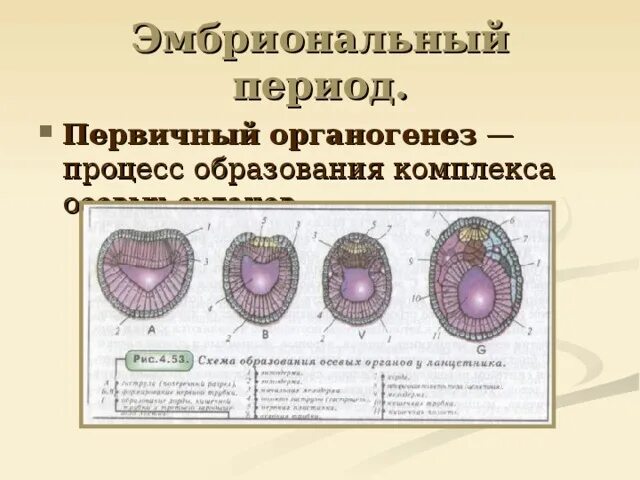 Три стадии характеризующие стадию органогенеза. Процесс первичного органогенеза. Осевые органы органогенез. Первичный гисто и органогенез процессы. Органогенез зародышевые листки.