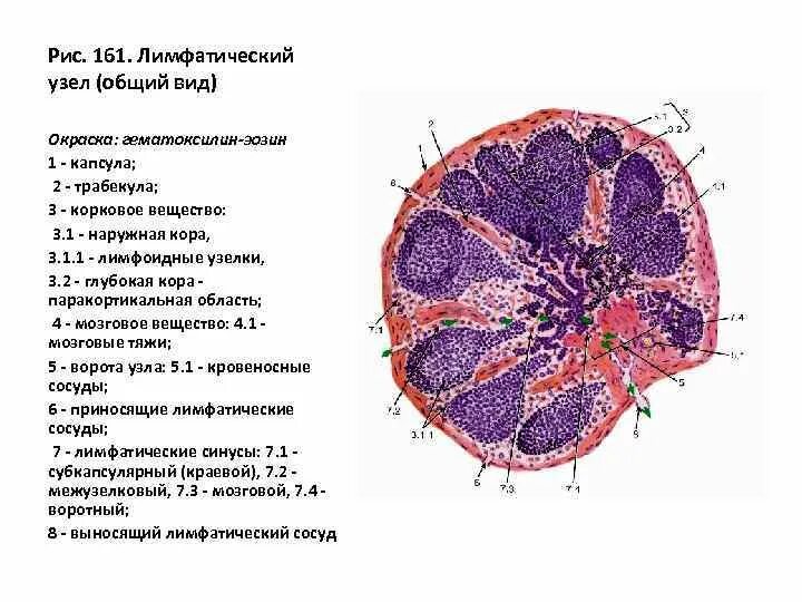 Срез лимфатического узла гистология препарат. Лимфатический узел гистология схема. Лимфатический узел окраска гематоксилин-эозин. Структурная организация лимфатического узла гистология. Селезенка периферический