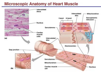 ...Thigh Muscles, Heart Muscle, Muscle Body, Skeletal Muscle Anatomy, Cardi...