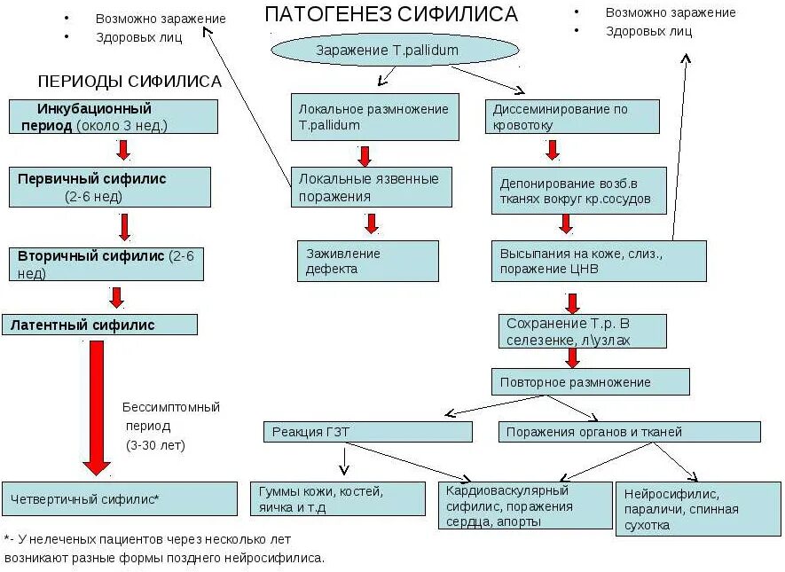 Сифилис патогенез воспаления. Патогенез сифилиса и основные периоды развития заболевания. Трепонема сифилиса патогенез. Патогенез первичного сифилиса.