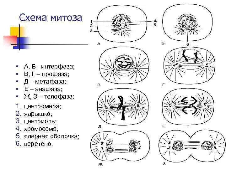 Расхождение центриолей с образованием веретена деления