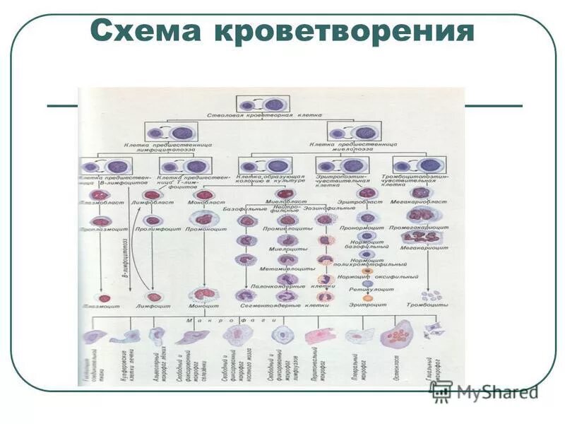 Схема гемопоэза. Созревание клеток крови схема. Кроветворение животных. Схема развития и дифференцировка клеток крови. Кроветворение животных.