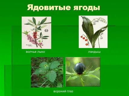 Ягоды какого растения ядовиты