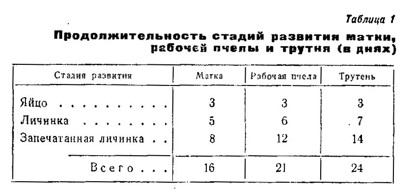 Таблица развития пчел. Продолжительность развития пчелиной матки. Стадии развития пчелы матки трутня. Сроки развития матки, пчел, трутней. Этапы развития пчелиной матки таблица.