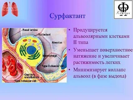 Сурфактант это