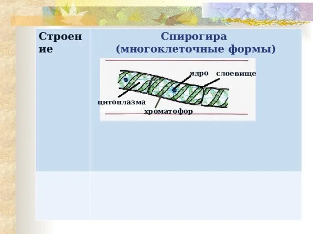 Заполните таблицу строение клетки спирогиры. Строение клетки спирогиры. спирогира строение.