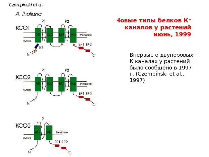 2 типа белков. Виды белковых каналов. виды канальных белков. типы белковых ворот.