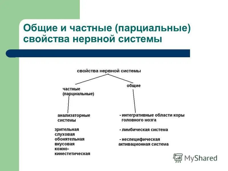 12 Мерная классификация свойств нервной системы. Структура основных свойств нервной системы. Основные свойства нервной системы в психологии.