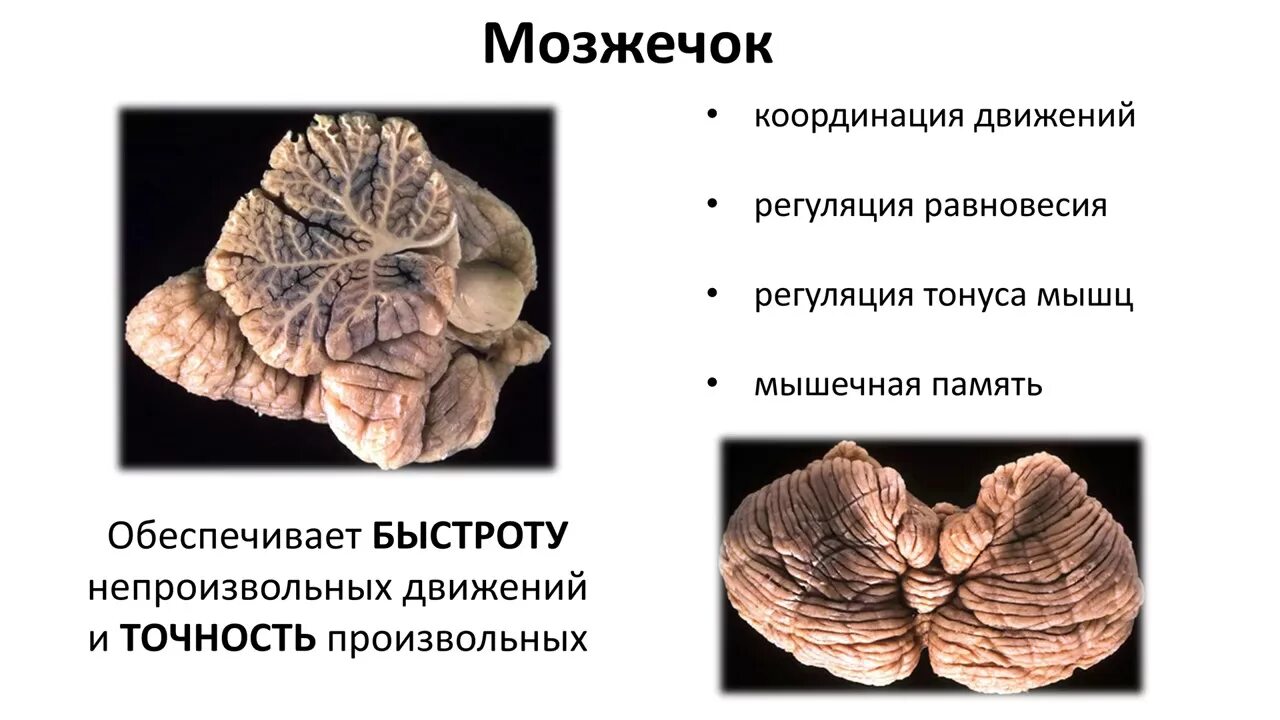 Строение мозжечка анатомия. Мозжечок анатомия функции. Мозжечок структура и функции. Ядра мозжечка анатомия.