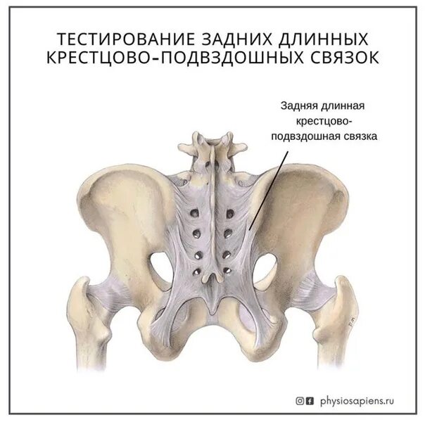 Крестцово подвздошный латынь. Крестцово-подвздошный сустав анатомия. крестцово подвздошный сустав анатомия строение. межкостные крестцово-подвздошные связки. крестцово-подвздошный сустав таза.