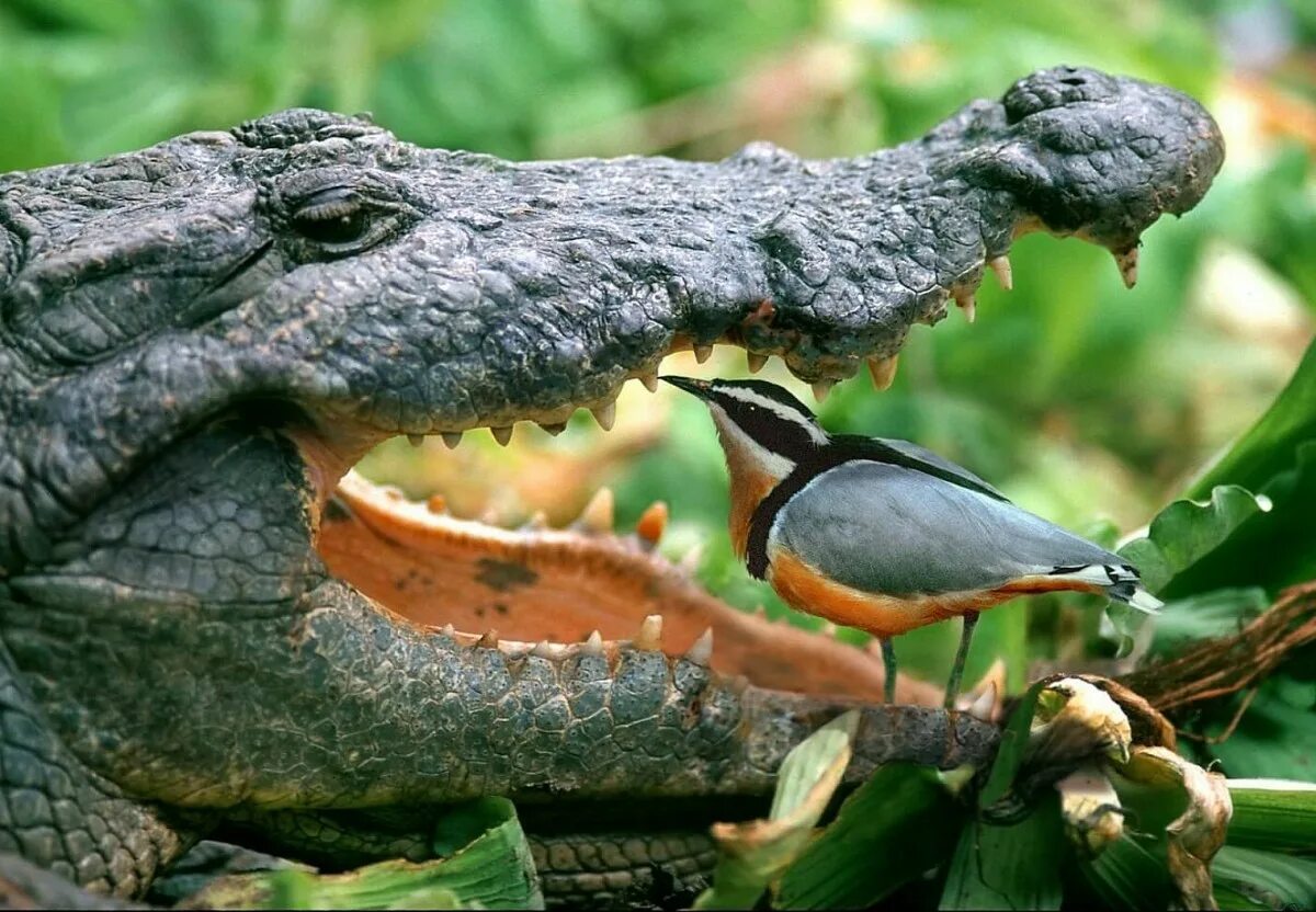 Симбиоз птичка талии крокодил. Сенегальская авдотка. Крокодил и птица. Птичка тари чистит зубы крокодилу. Птичка тари в природе.