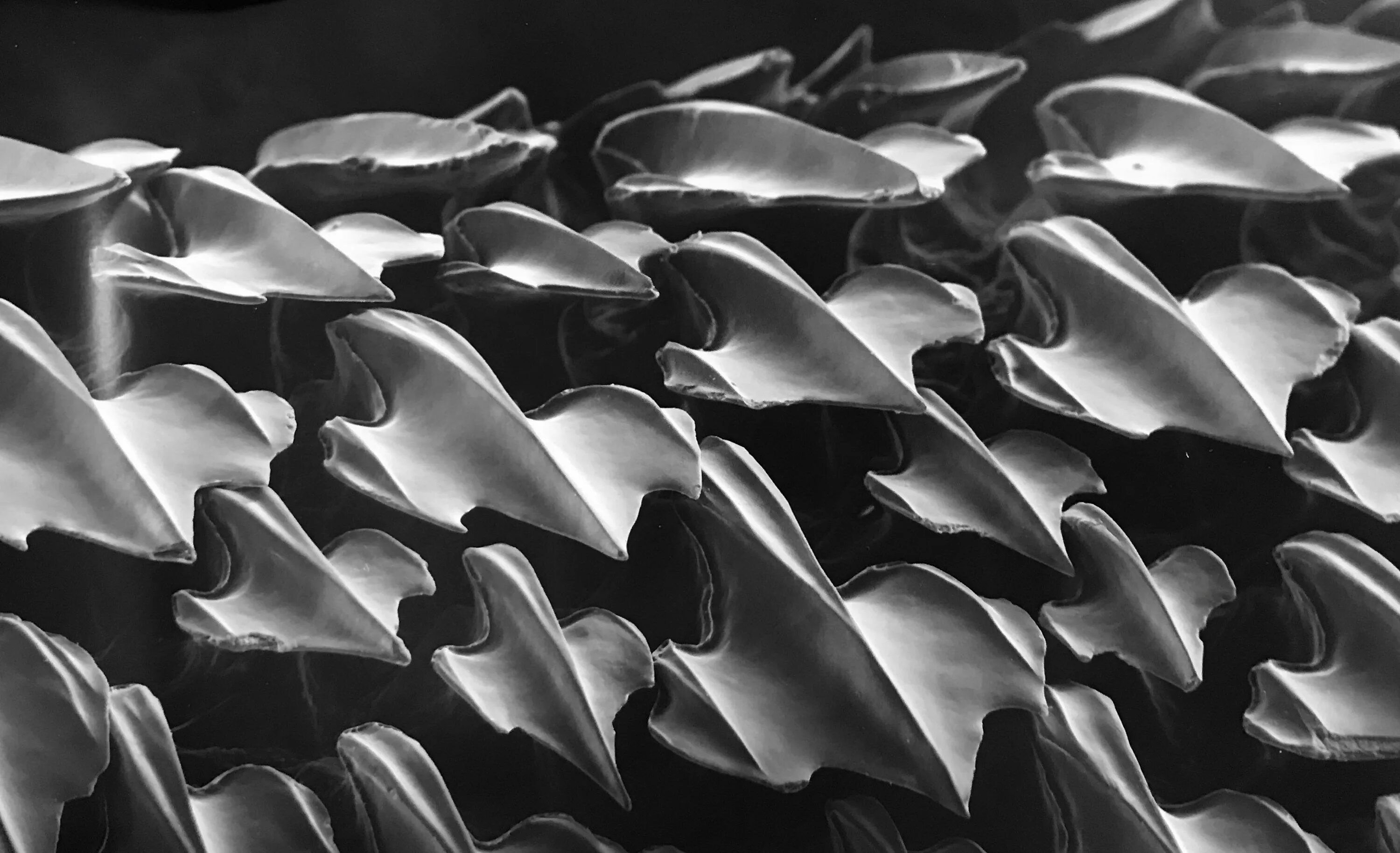 Зубы чешуя. Плакоидная чешуя акулы. Зубы чешуя. Плакоидная чешуя акулы. Зубы чешуя.