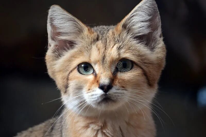 Кошки которые всегда как котята