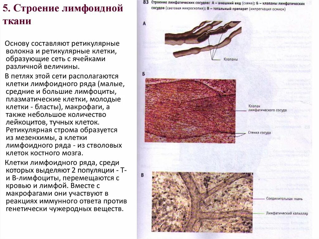 Особенности лимфатических сосудов. Лимфа строение ткани. Клапаны лимфатических сосудов. Сосуды препарат Тотальный.