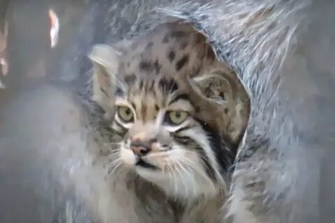 Котята манула в новосибирском зоопарке
