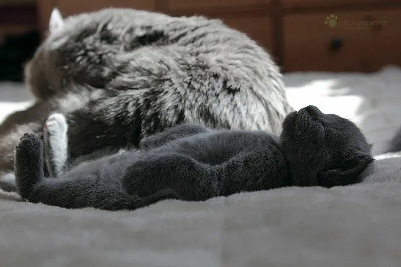 отек передних лап у кота. у кота опух задний. у кота опух задний. у котенка распухла лапка. у кота опух задний.