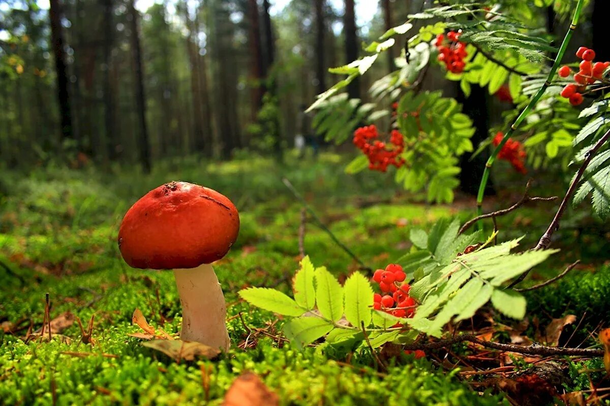 Грибы в лесу картинки для детей