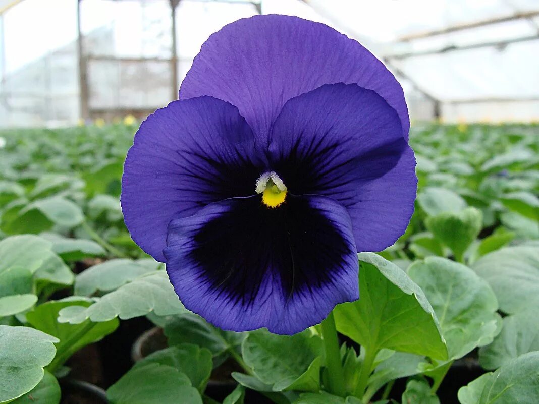 виола анютины глазки. виола фиалка анютины глазки. анютины глазки виола махровая. виола фиалка анютины глазки. виола полное имя.