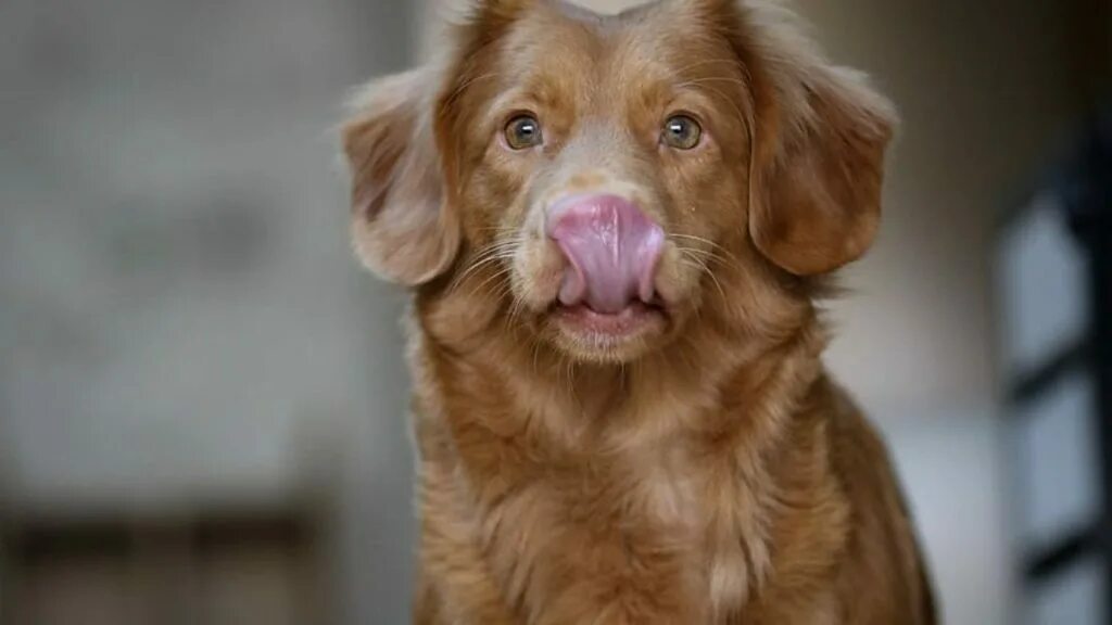 Собаку постоянно. Джинсы корги. Собака со свиной мордочкой. Собака пьет. Собака облизывается.