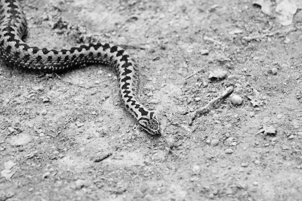 Фигурки из бархатного пластика. Гадюка лотиева. Интерьерная игрушка ворона. Ворон гадюки 30. Ворон гадюки 30.