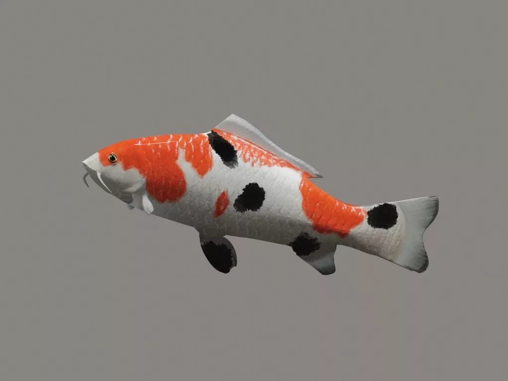 Koi cs2. Koi cs2