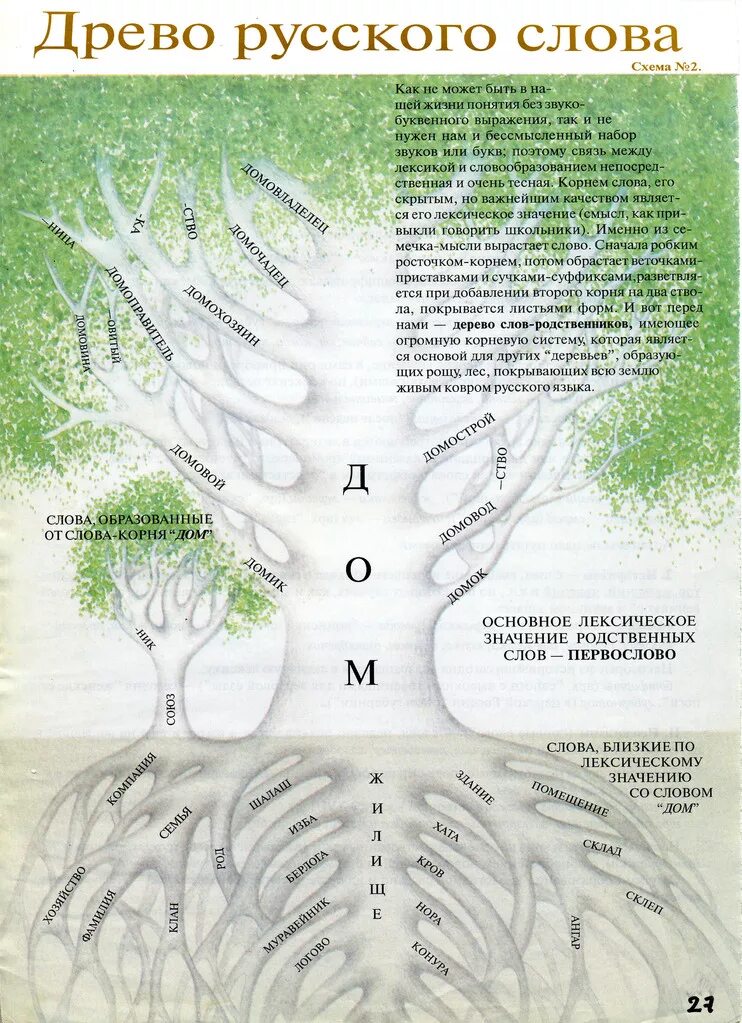 Древо русского языка. Древо слова. Биоадекватные учебники. Древо русского языка схема. Характеристика слова дерево