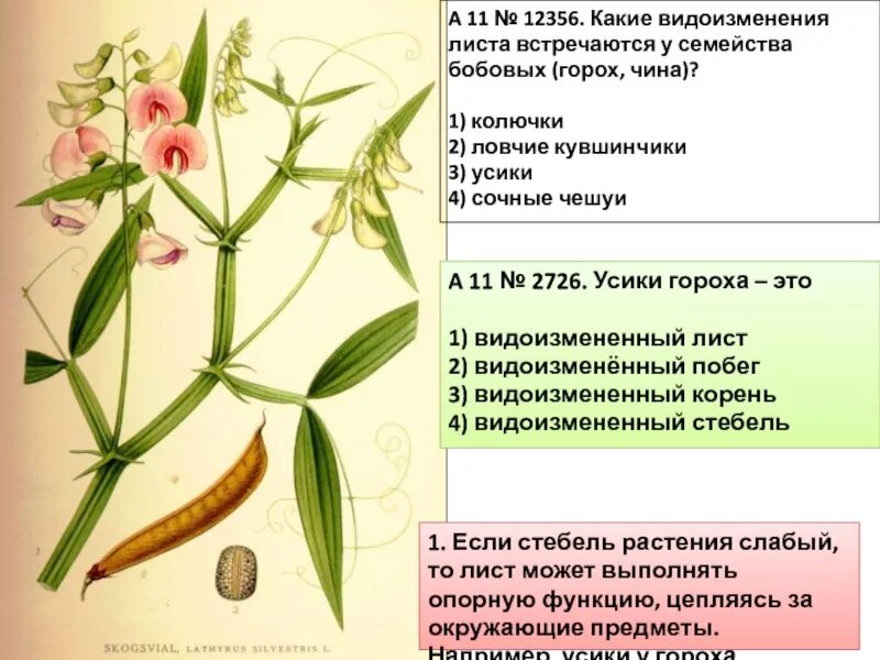 Лист Усик у гороха это видоизмененные. Метаморфозы листа усики чина. Усик гороха видоизмененный лист. Семейство бобовые горох.