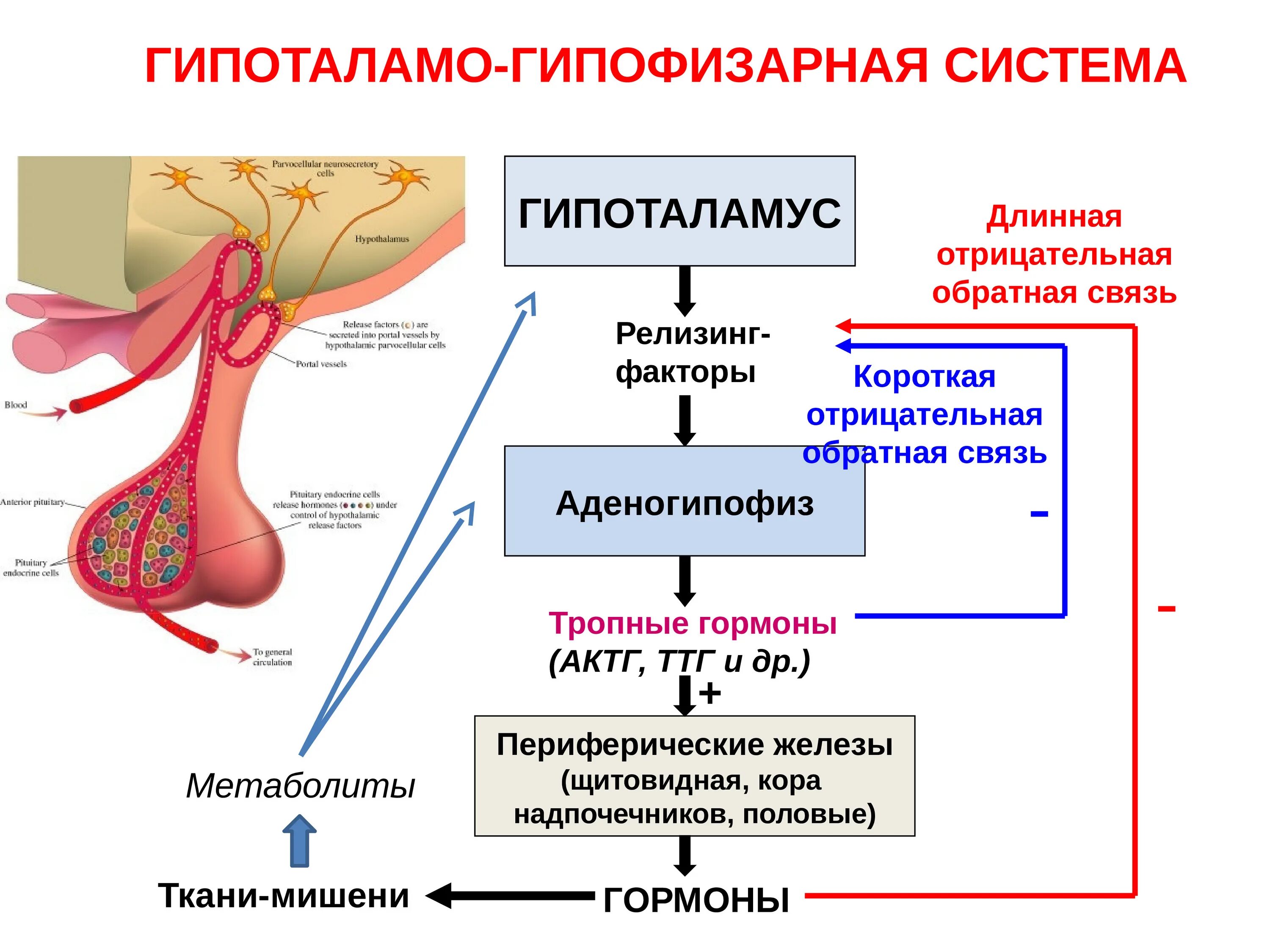 Дисфункция гормонов. Механизм обратной связи гипоталамо гипофизарной системы. Гипоталамо гипофиз система. Гипоталамо-гипофизарная система. Гормоны гипоталамуса. Гипоталамо-гипофизарная система схема.