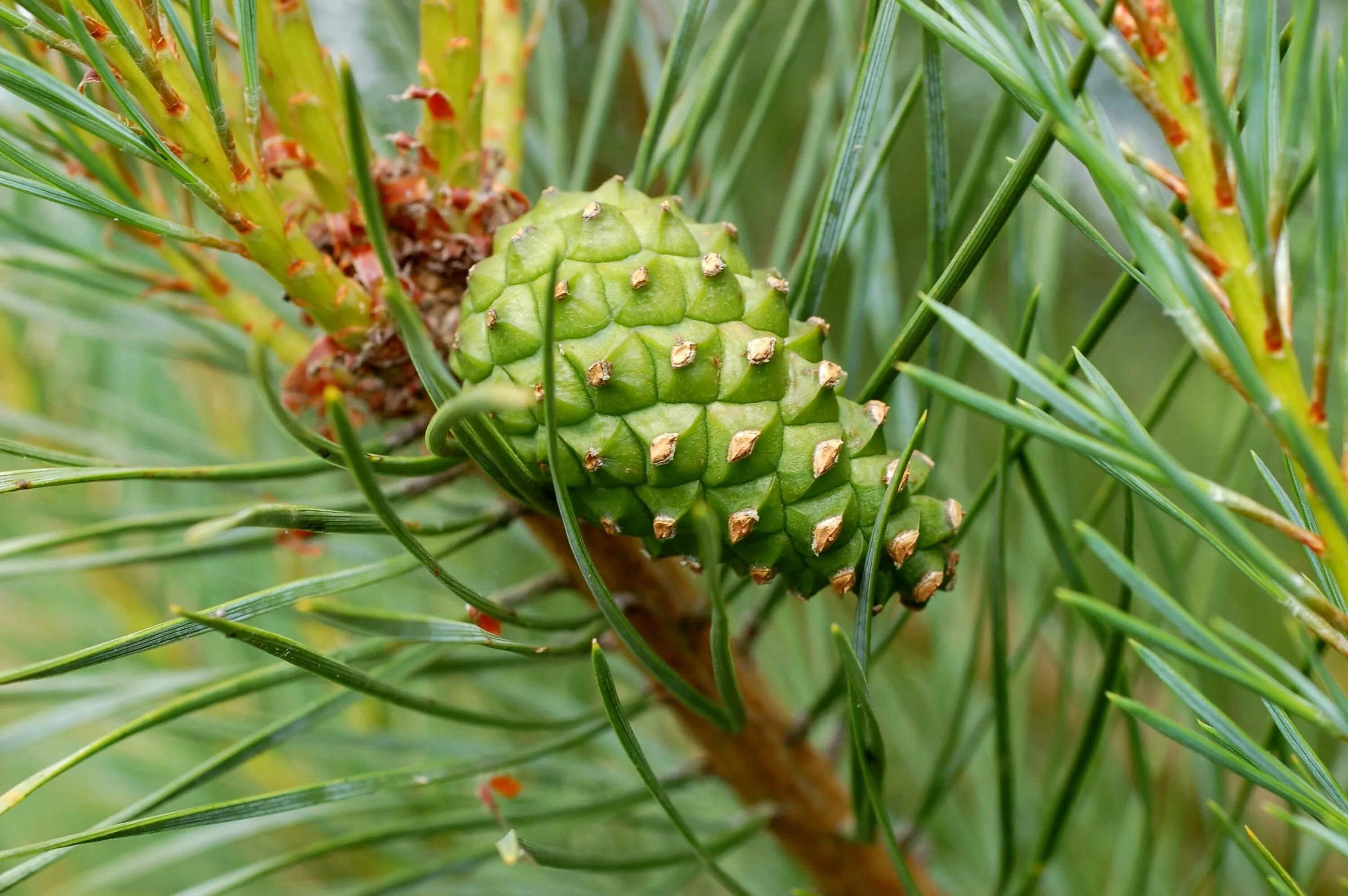 Чешуйка мужской шишки. Сосна обыкновенная Pinus Sylvestris семена. Pinus Sylvestris шишка. Pinus Sylvestris шишки. Шишка сосны обыкновенной.