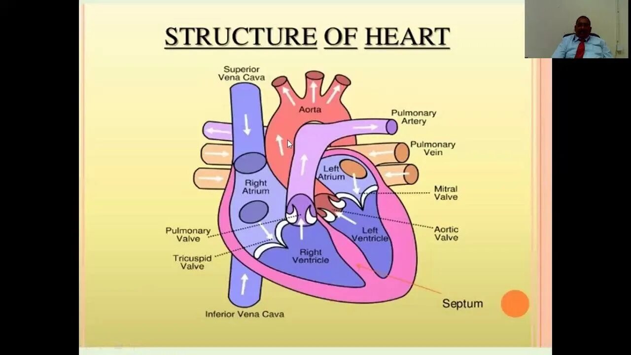 Human Heart structure. The structure and function of the Heart. The structure of the Heart Anatomy. Human Heart scheme. Human structure