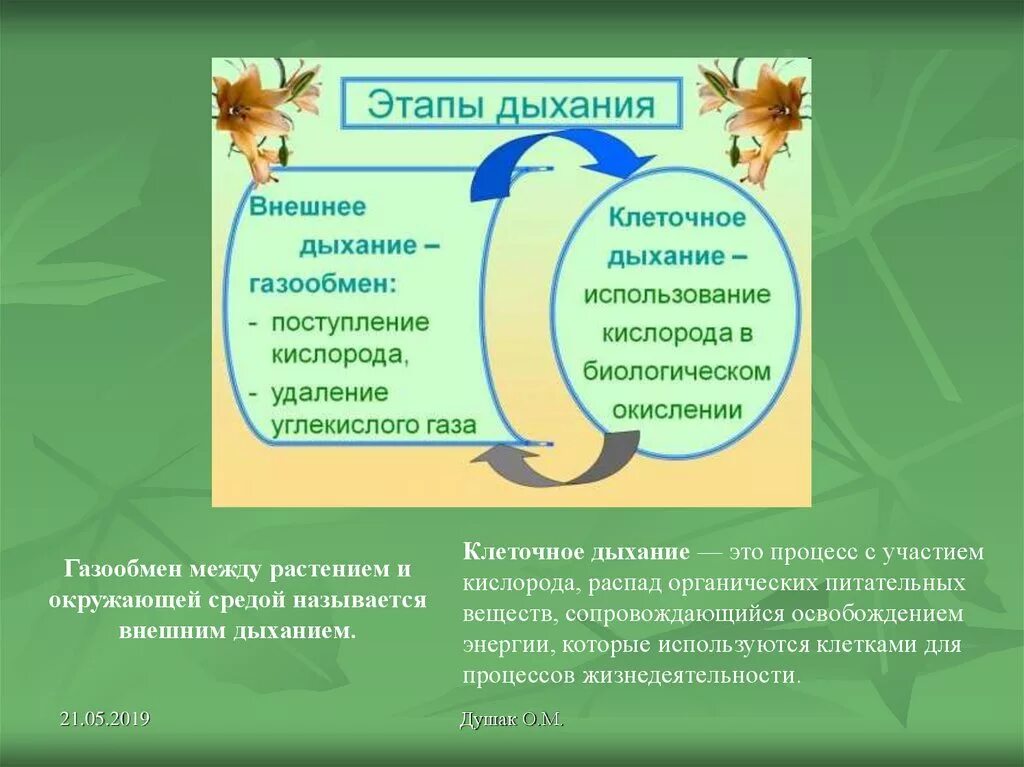 Биология 6 класс дыхание растений и животных. Что такое дыхание в биологии 6 класс. этапы процесса дыхания растений. дыхание растений 6 класс биология. дыхание 6 класс биология презентация.