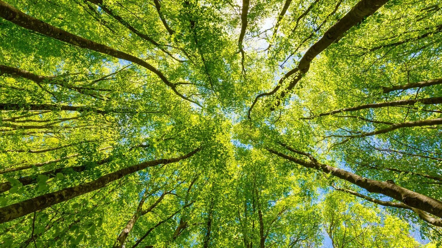 Tree v. Tree v