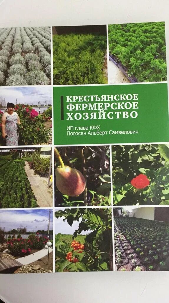 Питомник октябрьский. Питомник октябрьский краснодарского края. Питомник декоративных растений ёлы-палы. Питомник растений в краснодаре хутор ленина. Питомник деревьев.
