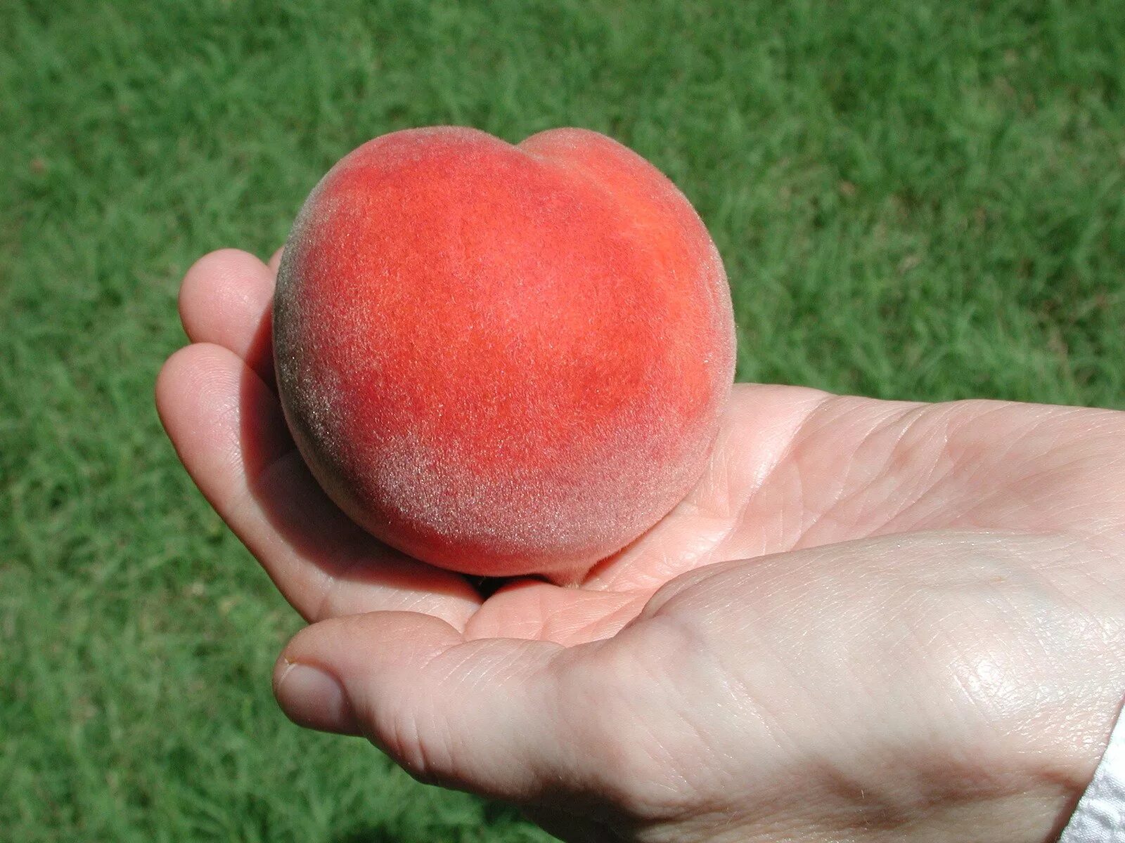 Персик на ладони. Маленькие персики на руке. Персик в руке. Персик в руках у девушки. Персик в руке.