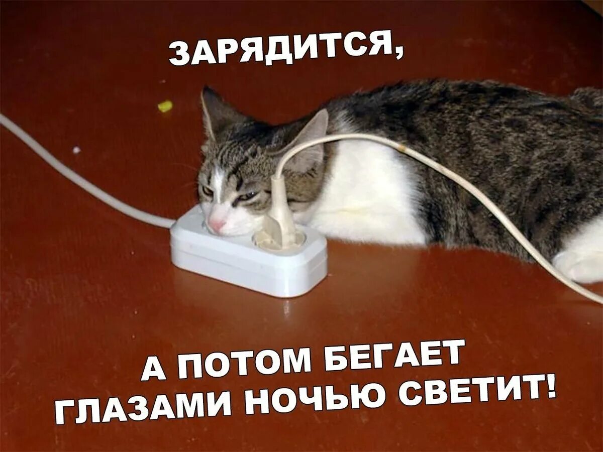 Почему кошка грызет провода. Кот и электричество. электричество и кошка. кот и провода. грызет провода.
