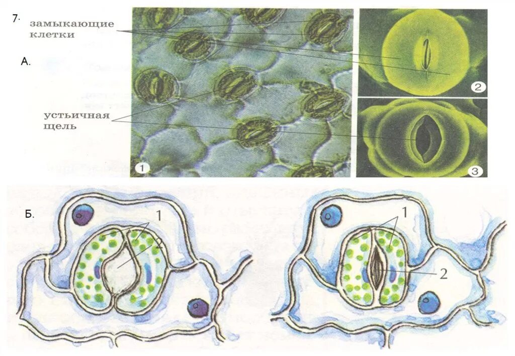 Хлоропласты в устьицах. Строение устьица. Замыкающие клетки устьиц. Строение устьичного аппарата. Строение растительной клетки устьица.