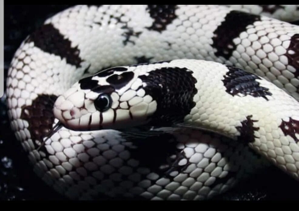 Во сне видела белый змей. Калифорнийская Королевская змея. Калифорнийская Королевская змея белая. Королевская змея (Lampropeltis). Калифорнийская Королевская змея. (Lampropeltis getulus nitida).