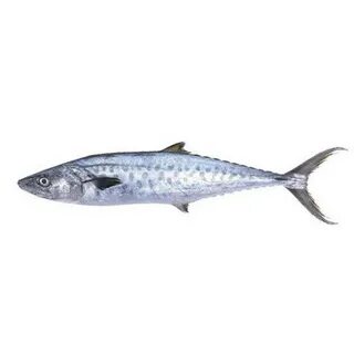 King fish fishing