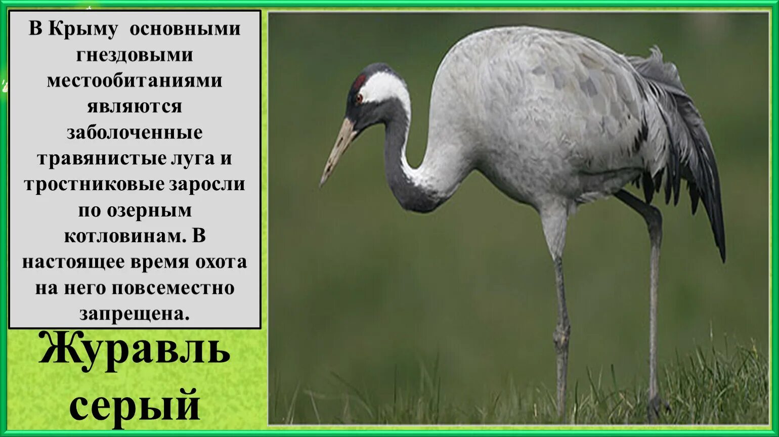 Журавль серый красная книга Крыма. Серый журавль в Крыму. Доклад о Журавле. Серый журавль красная книга.