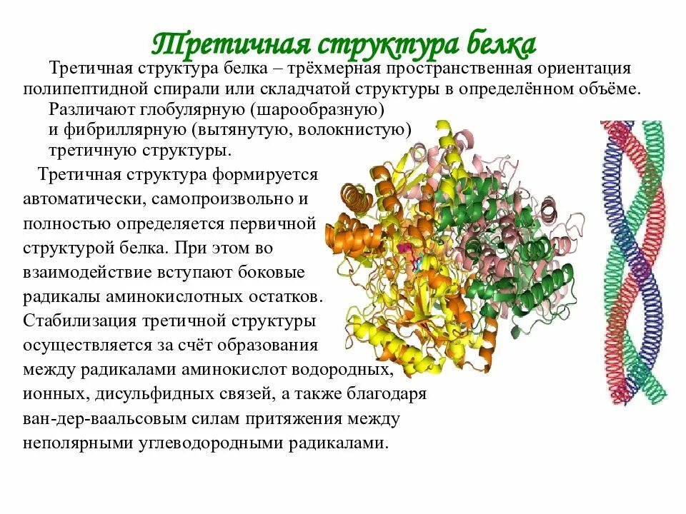 Третичная структура данная структура. Третичная структура фибриллярного белка. третичная структура структура белка. третичная структура белка структура белка. третичная структура белка.