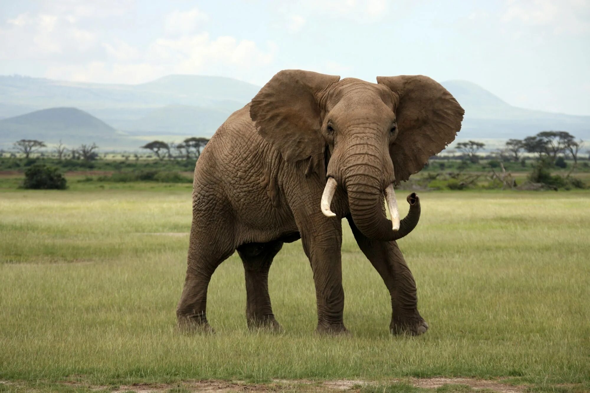 Слоны. Африканские слоны. Слон фото. Африканский слон картинки. Elephants are big cats