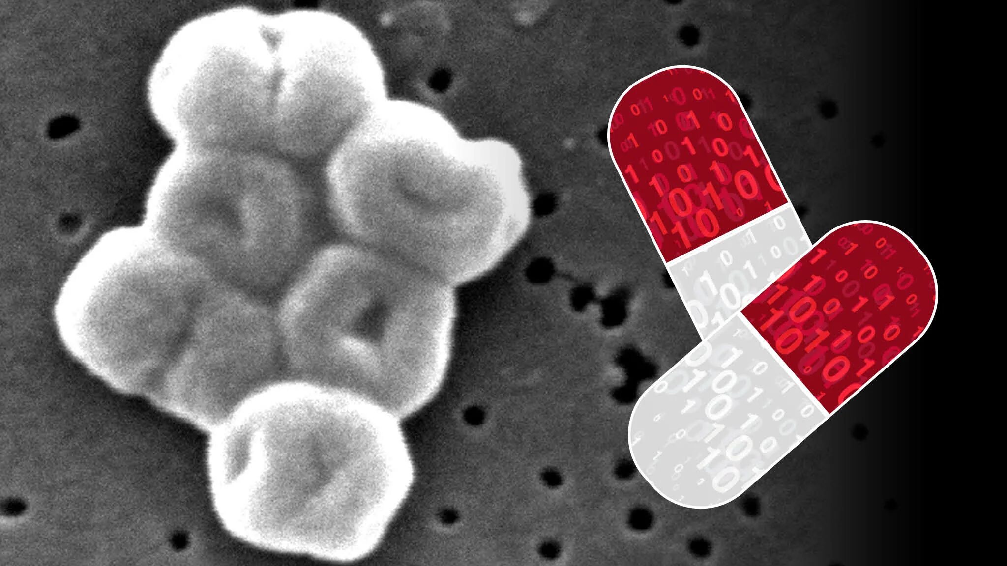 Resist and disorder. Acinetobacter baumannii антибиотики. Acinetobacter baumannii Complex источник. Acinetobacter baumannii под микроскопом. Acinetobacter на голове.