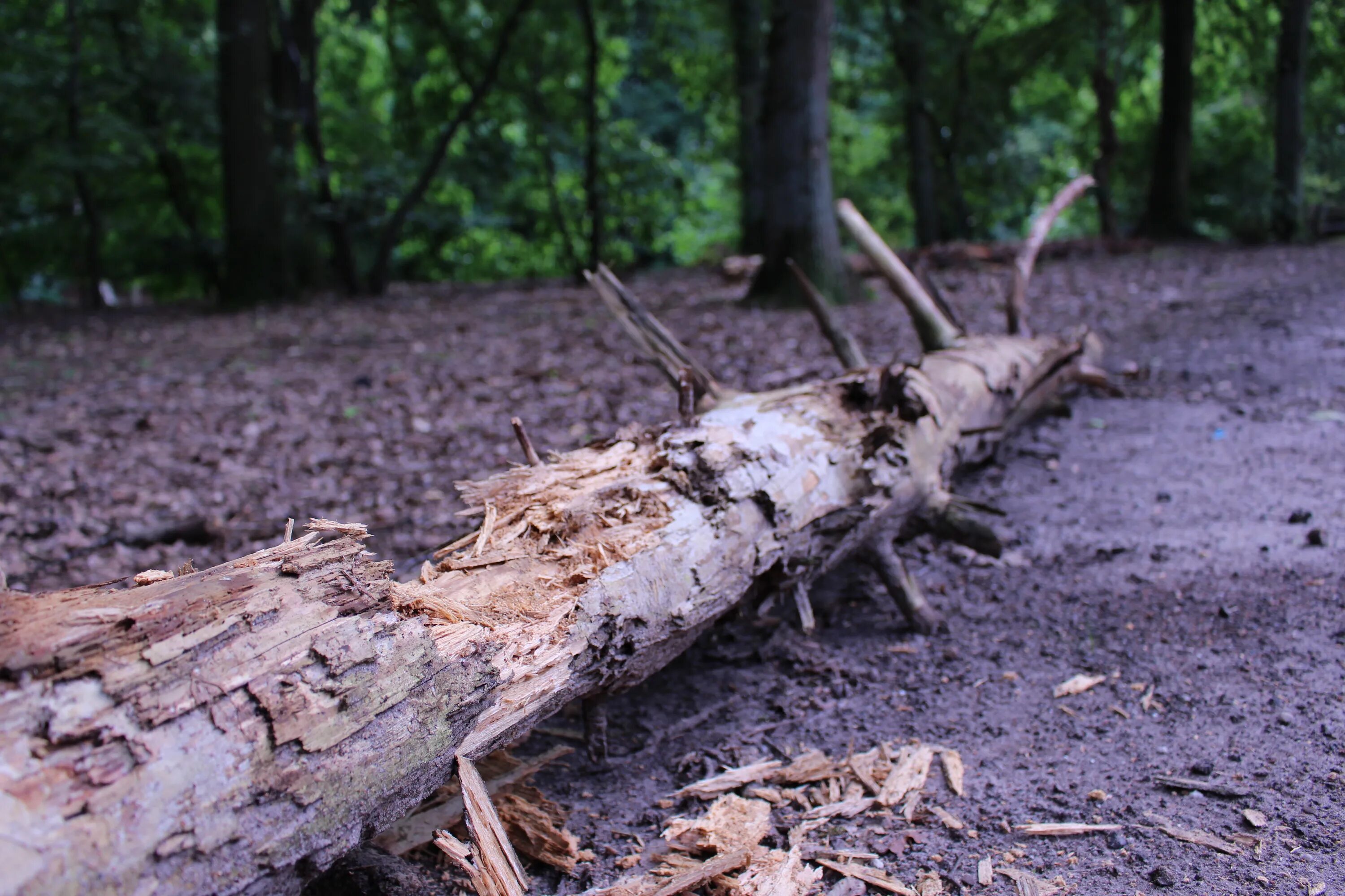 Схема процесса гниения дерева. Обработка дерева столбов для забора. Процесс гниения дерева. Гидроизоляция деревянных столбов. Прогнившее дерево.