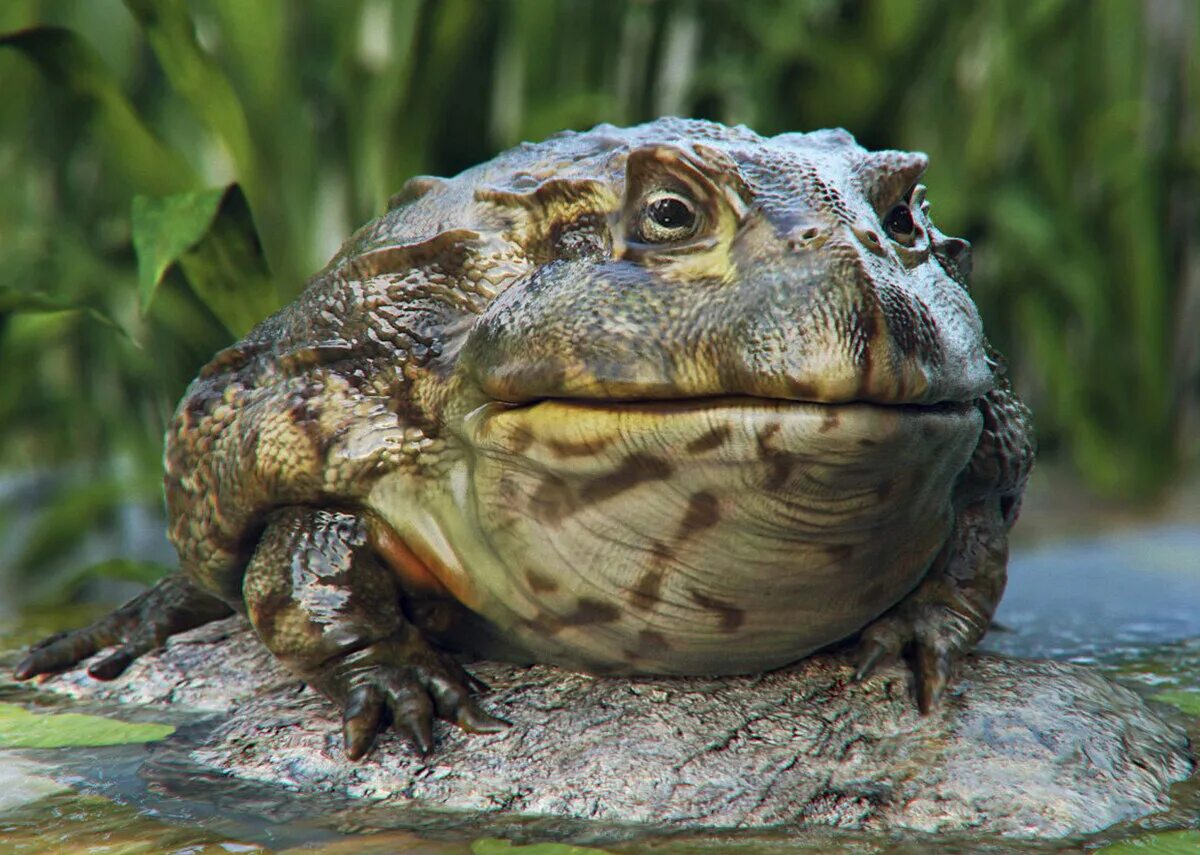 Крымская жаба. Титикакский свистун лягушка. Лягушка австралийская голубая квакша. Земноводные лягушка бык. Животные больше жаб.
