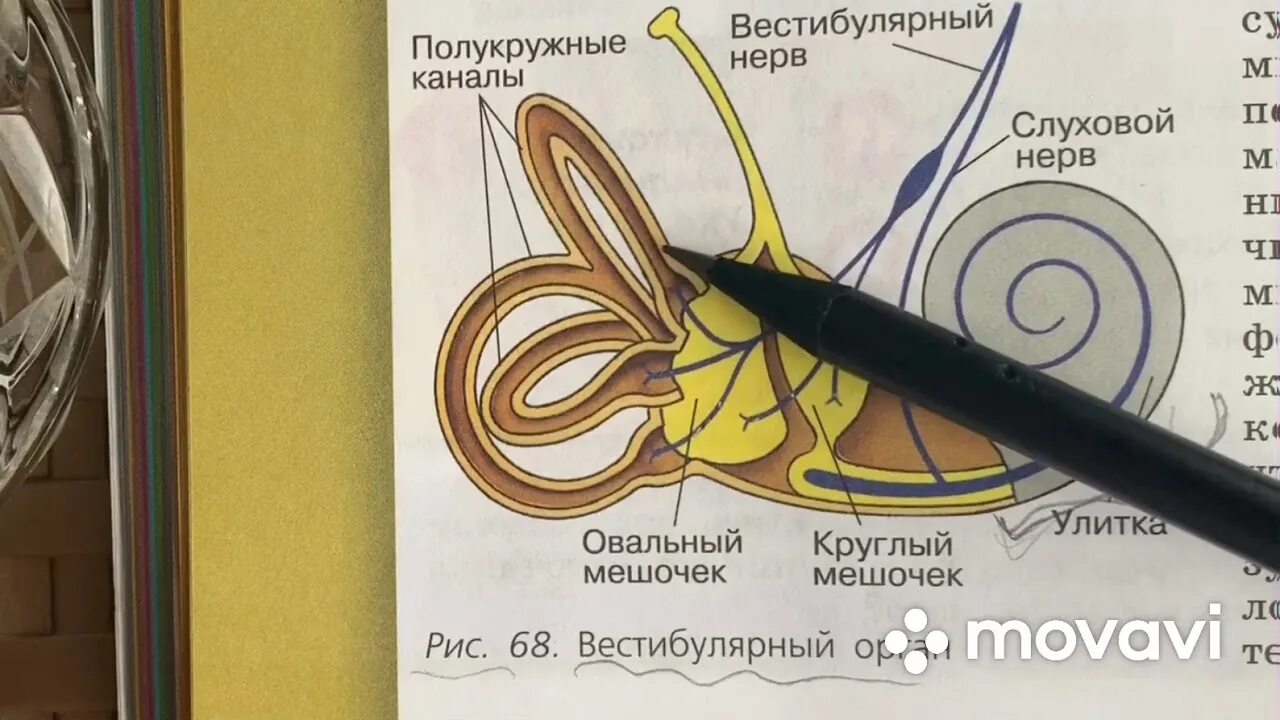 Путь вестибулярного анализатора. Вестибулярный аппарат 8 класс биология. Методы исследования вестибулярного аппарата презентация. Как проверить вестибулярный аппарат в домашних условиях. Строение вестибулярного нерва