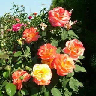 Marvels rose
